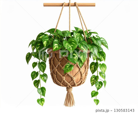 Green Plant in Macrame Hanging Planter Against White Background 130583143