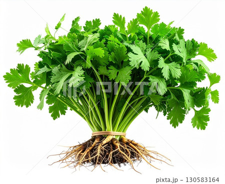 Fresh Cilantro Bunch with Roots on White Background 130583164