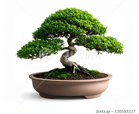 Lush Green Bonsai Tree in Brown Pot on White Background 130583227