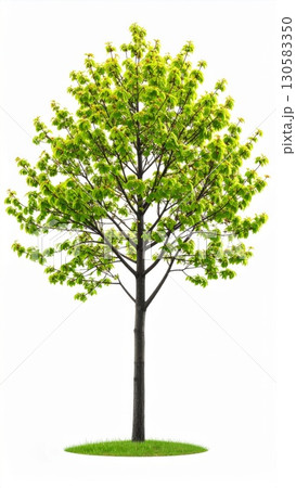 Young Green Tree Isolated on White Background 130583350