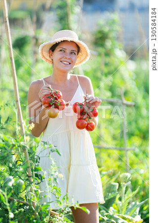 Young woman is working in garden between beds, picking ripe red tomatoes Young woman is working in garden between beds, picking ripe red tomatoes 130584184