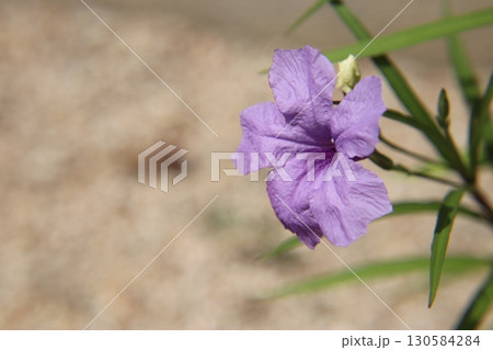 夏の花ヤナギバルイラソウ 130584284