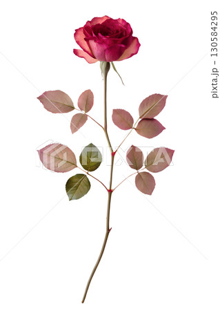 Single dried elegant rose with delicate petals, vintage botanical specimen isolated on transparent background 130584295