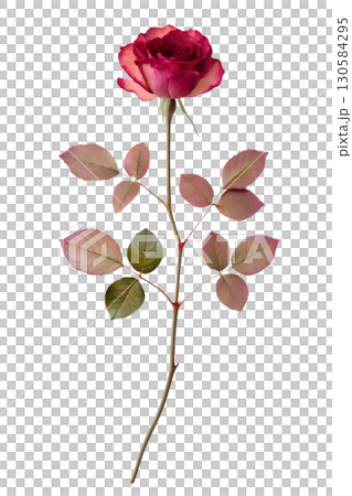 Single dried elegant rose with delicate petals, vintage botanical specimen isolated on transparent background Single dried elegant rose with delicate petals, vintage botanical specimen isolated on transparent background 130584295