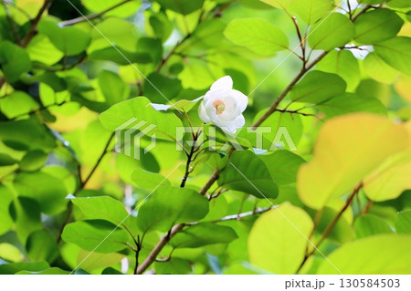 爽やか　オオヤマレンゲの花 130584503