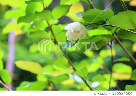 爽やか オオヤマレンゲの花 爽やか オオヤマレンゲの花 130584504
