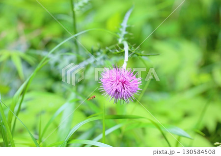 ノアザミの花 ノアザミの花 130584508