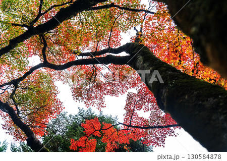 京都鷹峯の光悦寺の紅葉 130584878