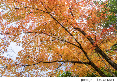 京都鷹峯の常照寺の紅葉 京都鷹峯の常照寺の紅葉 130584884