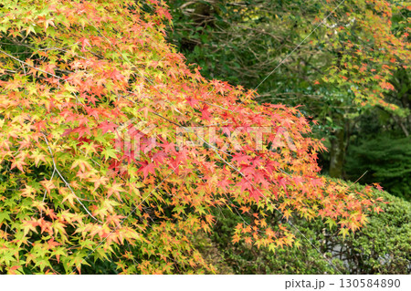 京都鷹峯の常照寺の紅葉 京都鷹峯の常照寺の紅葉 130584890