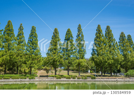 城北公園のメタセコイア並木　大阪市 130584959