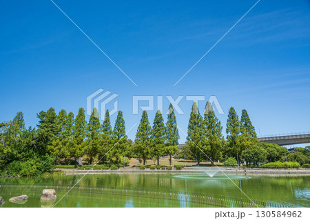 城北公園のメタセコイア並木 大阪市 城北公園のメタセコイア並木 大阪市 130584962