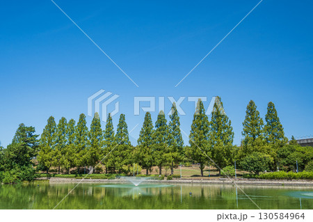 城北公園のメタセコイア並木 大阪市 城北公園のメタセコイア並木 大阪市 130584964