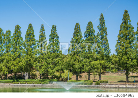 城北公園のメタセコイア並木 大阪市 城北公園のメタセコイア並木 大阪市 130584965