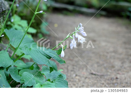 爽やか ギボウシの花 爽やか ギボウシの花 130584983