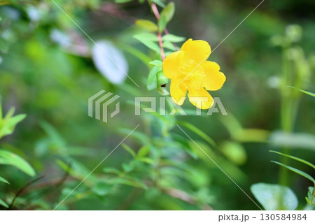 明るい キンシバイの花 明るい キンシバイの花 130584984