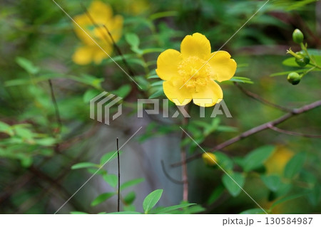 明るい キンシバイの花 明るい キンシバイの花 130584987