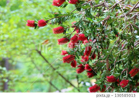 鮮やか ブラシノキの花 鮮やか ブラシノキの花 130585013