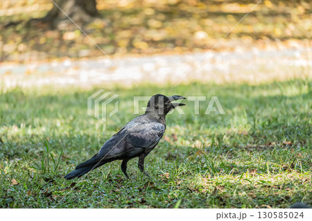 暑さに喘ぐカラス(ハシブトガラス) 暑さに喘ぐカラス(ハシブトガラス) 130585024