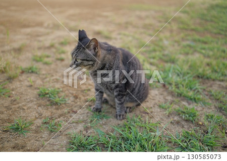 広場で遊ぶとら猫 広場で遊ぶとら猫 130585073