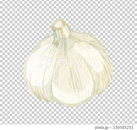 ニンニク（単品）　野菜・薬味の手描き水彩イラスト素材 130585251