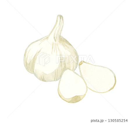 ニンニク　野菜・薬味の手描き水彩イラスト素材 130585254