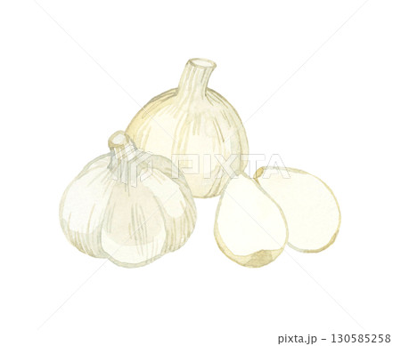 ニンニク　野菜・薬味の手描き水彩イラスト素材 130585258