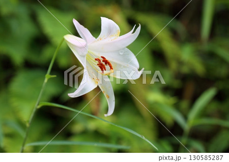 爽やか　ササユリの花 130585287