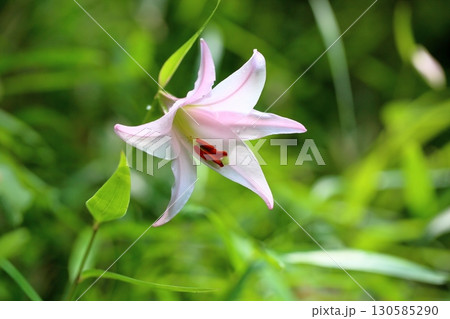 爽やか ササユリの花 爽やか ササユリの花 130585290