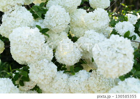 白く咲き誇るアナベルの花② 130585355