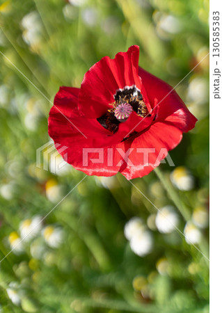鮮やかに咲く赤いポピーの花① 130585383