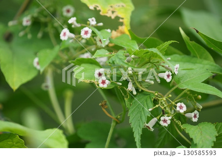 ヘクソカズラの花 ヘクソカズラの花 130585593