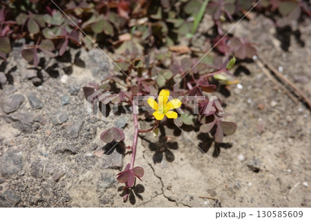 し  荒地でもたくましく育ち、可憐な花を咲かせるアカカタバミ 130585609