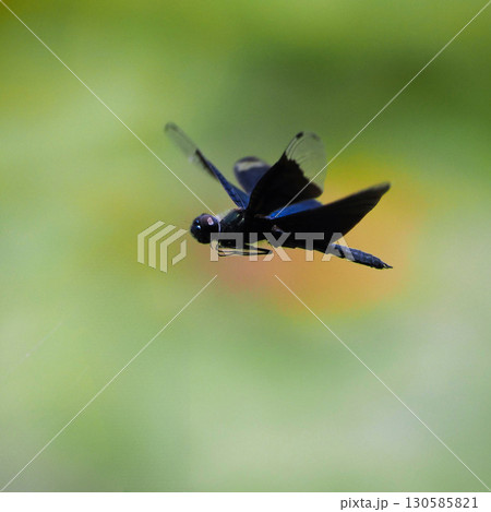 水辺を飛ぶチョウトンボ 水辺を飛ぶチョウトンボ 130585821