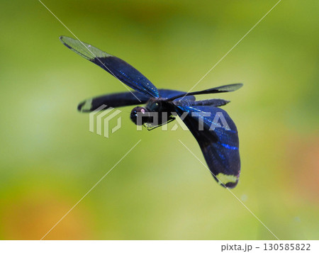 水辺を飛ぶチョウトンボ 水辺を飛ぶチョウトンボ 130585822