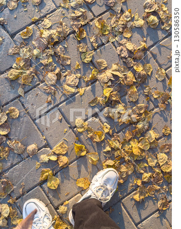 Autumn carpet of yellowed leaves on sidewalk with steps 130586350