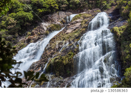日本の滝百選大川の滝　屋久島国立公園(春 130586363