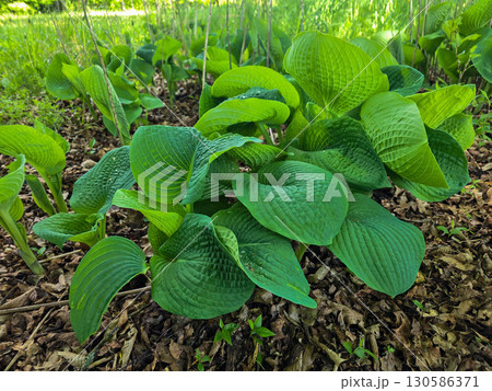 Hosta Leaves in Spring Garden 130586371