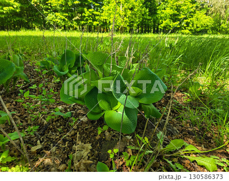 Hosta Leaves in Spring Garden 130586373