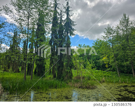 Tranquil Forest Lake Springtime Natural Calm Tranquil Forest Lake Springtime Natural Calm 130586376