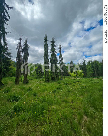 Spring Transition From Forest to Park Spring Transition From Forest to Park 130586378