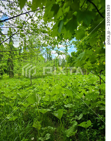 Spring Contrast: Forest and Park Edge Spring Contrast: Forest and Park Edge 130586389
