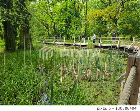 Wooden Walkway by the Forest Pond Wooden Walkway by the Forest Pond 130586404
