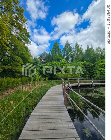 Wooden Walkway by the Forest Pond 130586430