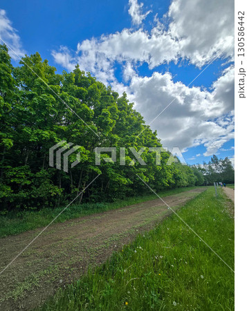 Forest Alley Under a Cloudy Sky  130586442