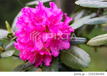 uxurious Botanical Garden Flowers Natural Light Macro Photography uxurious Botanical Garden Flowers Natural Light Macro Photography 130586460