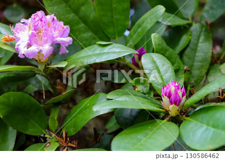 uxurious Botanical Garden Flowers Natural Light Macro Photography 130586462
