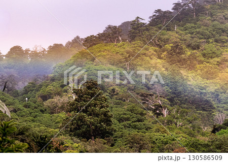 虹と新緑　屋久島白谷雲水峡(春 130586509