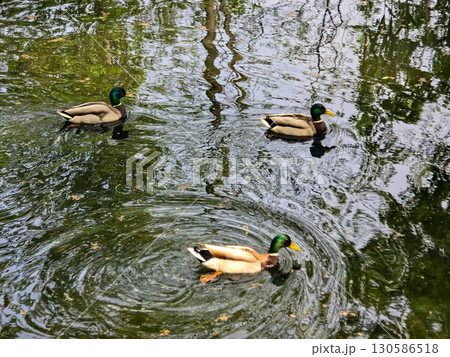 Ducks Swimming Peacefully on the Water 130586518