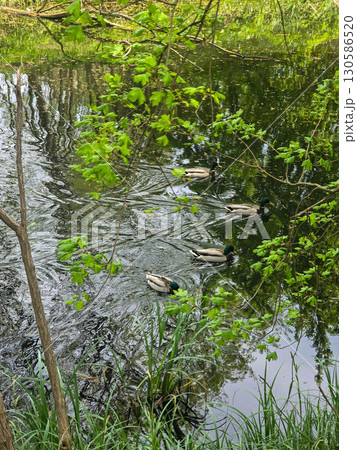Ducks Swimming Peacefully on the Water Ducks Swimming Peacefully on the Water 130586520
